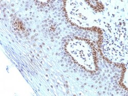 c-Myc Antibody (SPM237), Novus Biologicals 0.2mg; Unlabeled:Antibodies,